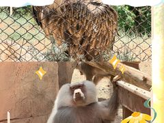 -青藏高原野生动物园