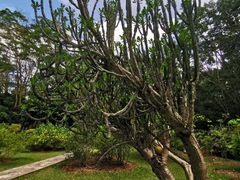 -中国科学院西双版纳热带植物园