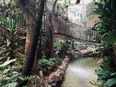 -正佳雨林生态植物园
