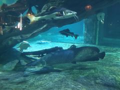 -华夏文旅海洋公园