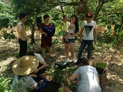-从化深英荔枝黄皮龙眼采摘园