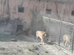 -新疆天山野生动物园