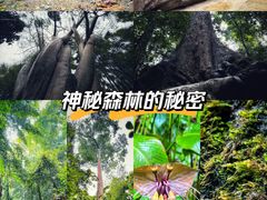 -西双版纳原始森林公园