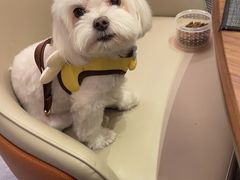 -严国平动物医院(德政总院)