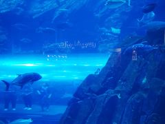 -迪拜水族馆及水下动物园
