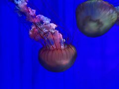 -上海海洋水族馆