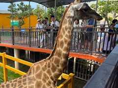 -西霞口神雕山野生动物世界