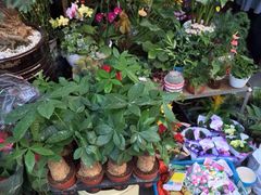 二市鲜花市场-溪岸路花鸟市场