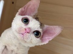 -momokira米努特·德文卷毛猫·棉花面纱犬