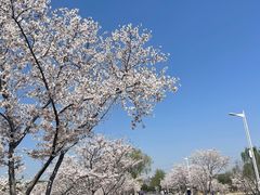 -羊山湖公园