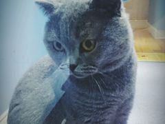 android_upload_pic-喵的天空名猫咖啡馆·撸猫·猫舍·用品