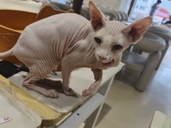 -藏猫猫咖啡主题馆(中央大道店)