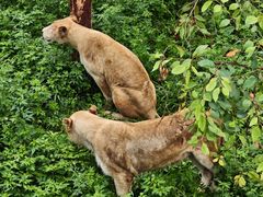 -泉州海丝野生动物世界