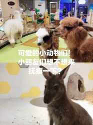 -七巧国萌宠乐园(龙湖天街店)