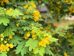-王借岗森林公园