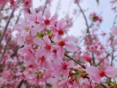 -狐尾山公园
