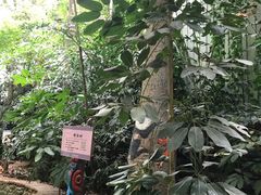 -呀路古热带植物园