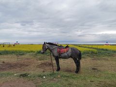 -青海湖国家重点风景名胜区
