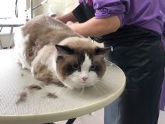 -北京观赏动物医院·24小时大型综合·猫专科·异宠专科