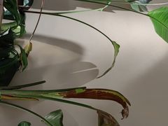 -南越郡·越式风味餐厅(青秀万达店)