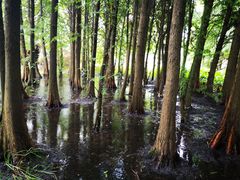 -溱湖国家湿地公园