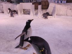 -芜湖新华联大白鲸海洋公园