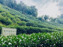 -十八棵（老龙井）御茶园(老龙井店)