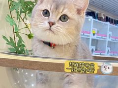 -lincat·猫舍(广州店)