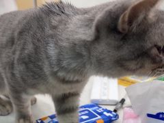 -安安宠医宠物医院·异宠·犬猫内科(岳阳分院)