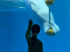 -海合安成都极地海洋公园
