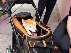-瑞虹新天地月亮湾