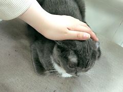 -喵的天空名猫咖啡馆·撸猫·猫舍·用品