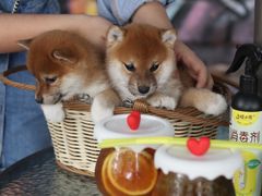 -柴犬高等学院·狗咖·柴犬售卖·宠物训练