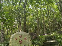 -铁山坪森林公园