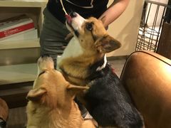 -百好乐宠物友好餐厅(朝外大街店)