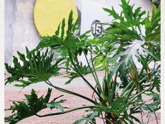 -花间茶(华侨城创意园店)