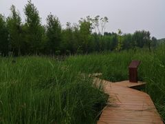 -东郊湿地公园