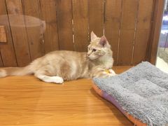 -龟与熊猫宠物公园(南坪店)