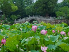 -无锡蠡湖国家湿地公园-蠡园