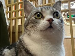 -MOCHA明星猫咖(田子坊店)
