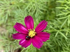 -天适樱花悠乐园