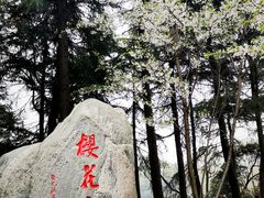 -武汉大学-樱园