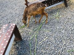-鹿境梅花鹿生态园区
