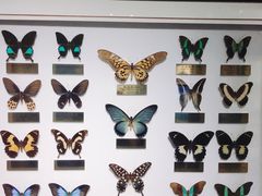 -上海昆虫博物馆