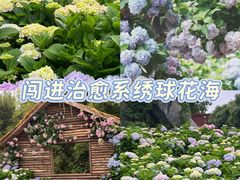-天适樱花悠乐园