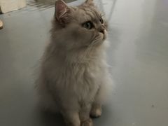-猫友咖啡店(玉林西路店)