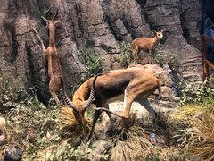 -陕西自然博物馆