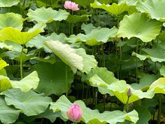 -陈家山荷花公园