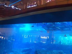 -迪拜水族馆及水下动物园