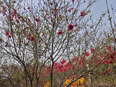 -洛阳市隋唐城遗址植物园